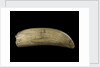 Whale tooth by unknown