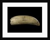 Whale tooth by unknown
