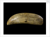 Whale tooth by unknown