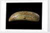 Whale tooth by unknown