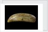 Whale tooth by unknown
