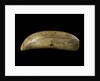 Whale tooth by unknown