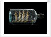 Ship model in a bottle by Robert Orr