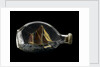 Ship model in a bottle by Dr Mark Lester