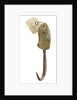 Fish hook by Netsilik Inuit