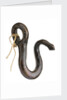 Boat sheet hook by unknown