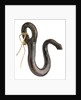 Boat sheet hook by unknown