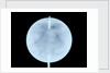 Globe x-ray by John Cary