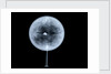 Globe x-ray by Charles Price