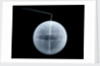 Globe x-ray by William Palmer