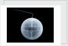 Globe x-ray by William Palmer