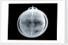 Globe x-ray by John Senex
