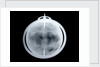 Globe x-ray by John Senex