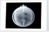 Globe x-ray by John Senex