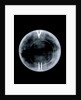 Globe x-ray by Richard Cushee