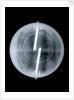Globe x-ray by Newton & Co.