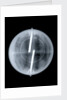 Globe x-ray by Newton & Co.