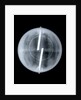 Globe x-ray by Newton & Co.