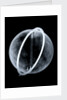 Globe x-ray by Johann Gabriel Doppelmayr