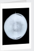 Globe x-ray by Willem Jansz Blaeu
