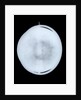 Globe x-ray by Willem Jansz Blaeu