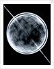 Globe x-ray by Jacob Floris van Langren