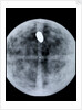 Globe x-ray by Jodocus Hondius