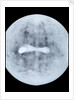 Globe x-ray by Jodocus Hondius