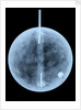 Globe x-ray by William Bardin