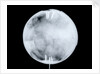 Globe x-ray by Herman Moll