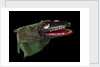 Puppet 'Crocodile', part of Punch and Judy set by unknown