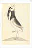 Plate from 'A Narrative of Commodore Anson's into the Great South Sea and Round the World' by unknown