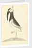 Plate from 'A Narrative of Commodore Anson's into the Great South Sea and Round the World' by unknown