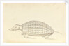 Armadillo, a plate from 'A Narrative of Commodore Anson's into the Great South Sea and Round the World' by unknown