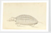 Armadillo, a plate from 'A Narrative of Commodore Anson's into the Great South Sea and Round the World' by unknown