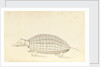 Armadillo, a plate from 'A Narrative of Commodore Anson's into the Great South Sea and Round the World' by unknown