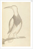 Plate from 'A Narrative of Commodore Anson's into the Great South Sea and Round the World' by unknown