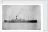 'Waratah' (Br, 1908) by unknown