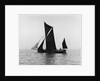 Sailing barge 'Veronica' (Br, 1906) under sail by unknown