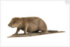 Stuffed beaver by Starbeck Taxidermy