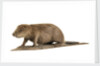 Stuffed beaver by Starbeck Taxidermy