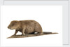 Stuffed beaver by Starbeck Taxidermy