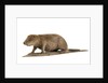 Stuffed beaver by Starbeck Taxidermy