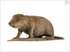 Stuffed beaver by Starbeck Taxidermy