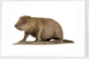 Stuffed beaver by Starbeck Taxidermy