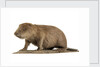 Stuffed beaver by Starbeck Taxidermy
