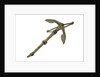 Frame stock anchor - shank hollowed out 1829 by unknown