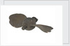 Propeller model by unknown