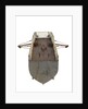 Fighting vessel by unknown