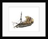 Warship; 80 guns by William Haines